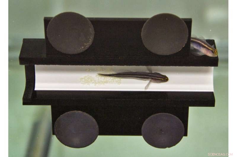 Male Neon Goby Regulates Embryo Hatching in Coral Reef