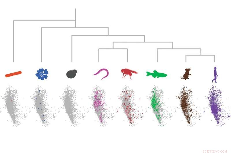 Scientists Uncover Universal Repetitive Protein Sequences Across Species