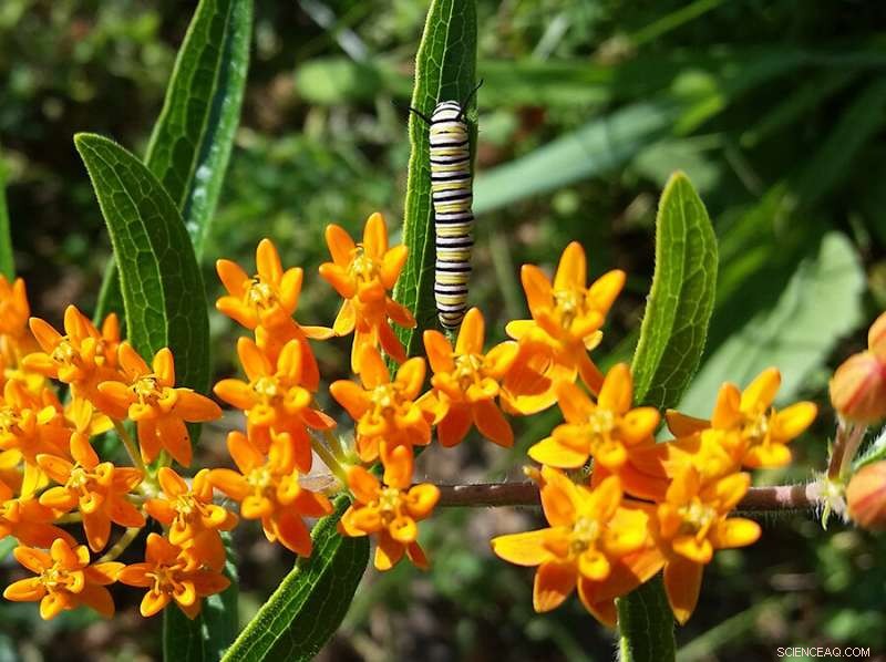 Retail‑purchased Milkweed Plants Pose Pesticide Threat to Monarch Caterpillars
