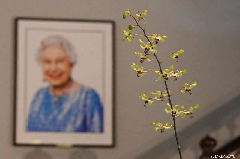 Singapore’s Dendrobium Elizabeth Orchid Honors Queen Elizabeth II