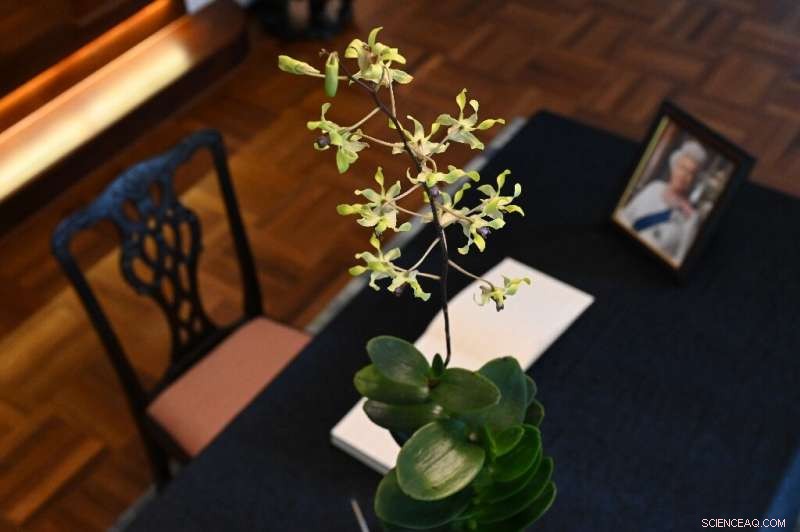 Singapore’s Dendrobium Elizabeth Orchid Honors Queen Elizabeth II