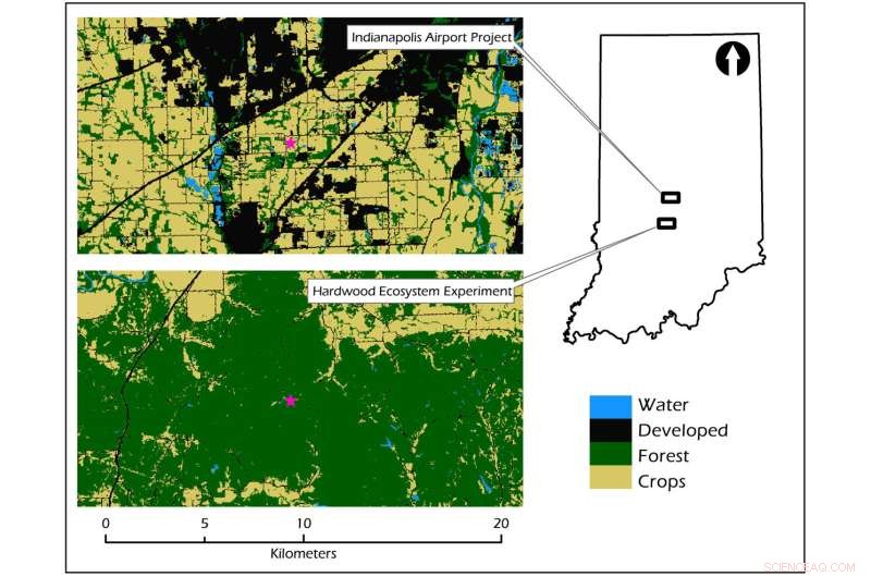 How Nighttime Bat Foraging Patterns Inform Endangered Species Management