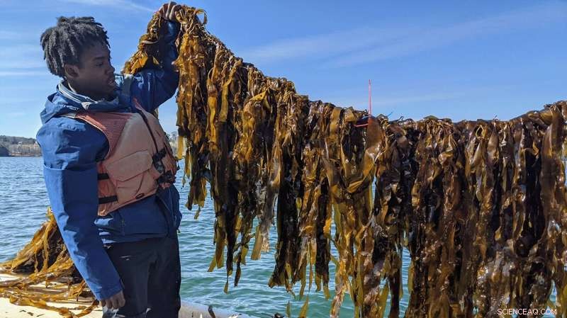 Optimizing Kelp Aquaculture in the Gulf of Maine for Enhanced Carbon Sequestration