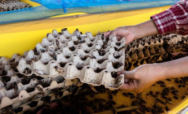 Why Europeans Should Adopt Insects as a Sustainable Food Choice