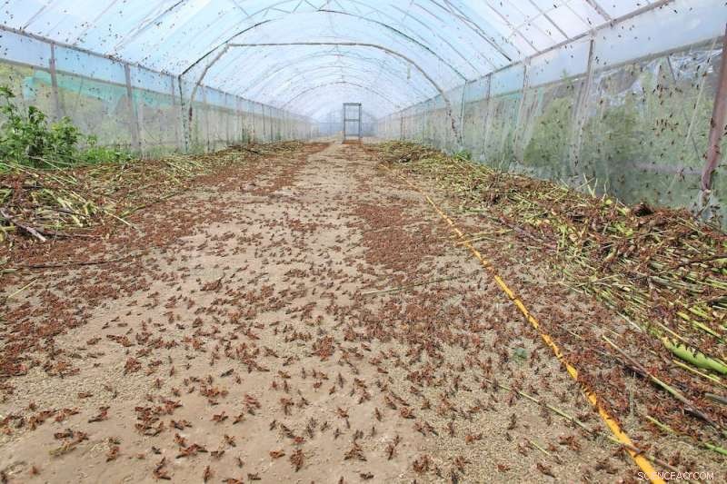 Why Europeans Should Adopt Insects as a Sustainable Food Choice