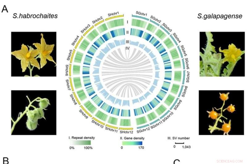 Wild Tomato Genomes Provide Valuable Resource for Tomato Improvement