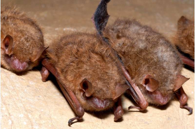Fungal Outbreak Threatens Tricolored Bat, Prompting Endangered Status