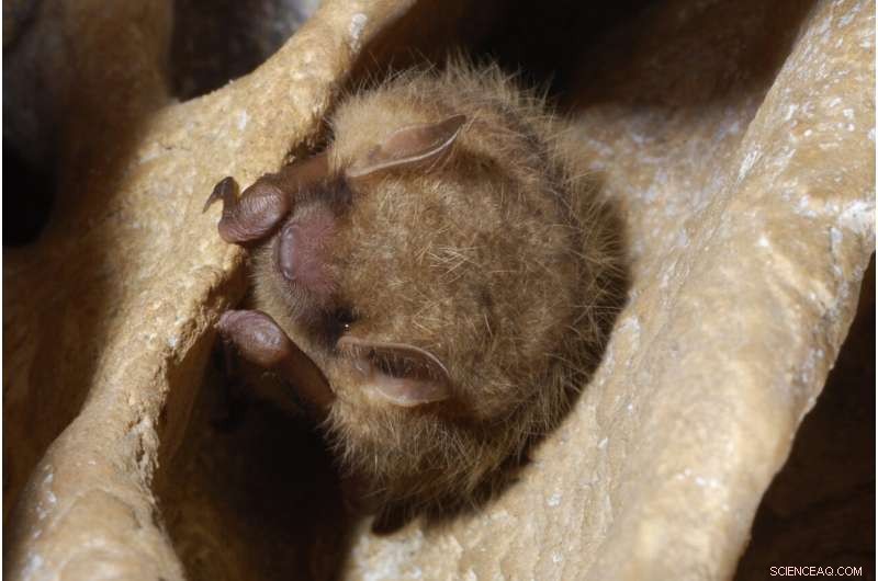 Fungal Outbreak Threatens Tricolored Bat, Prompting Endangered Status