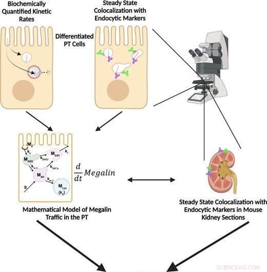 Novel Mathematical Model Uses Opossum Kidney Cells to Elucidate Proximal Tubule Endocytosis