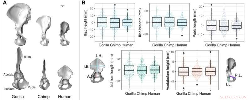 The Key to Human Upright Walking: Pelvic Design Explained