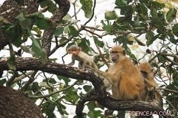 New Study Shows Social, Dominant Kinda Baboon Mothers Accelerate Offspring Independence