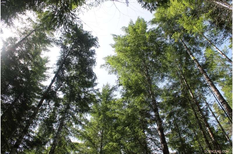 Climate Change Threatens Forest Carbon Sequestration, Leaf Temperature Study Reveals