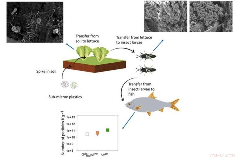 Nanoplastics Traverse the Food Chain: From Plants to Insects to Fish