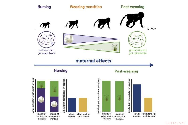 Study Reveals Maternal Influence Drives Gut Microbiome Development in Wild Primates