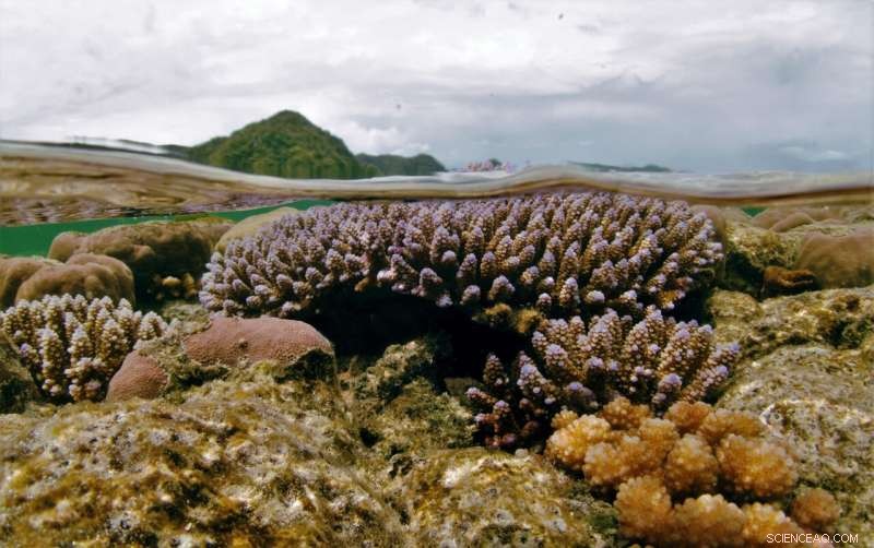 New Study Uncovers Significant Variation in Coral Heat Tolerance