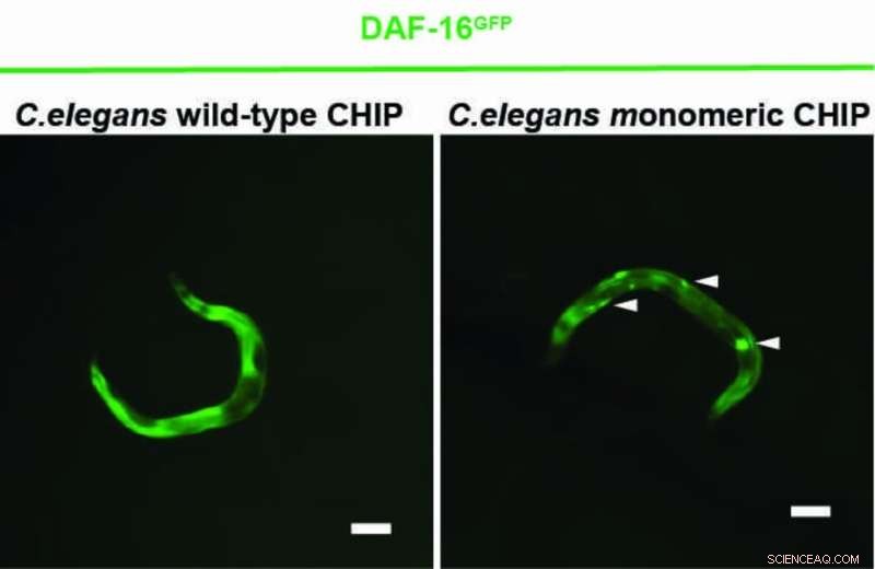 CHIP Protein Outperforms Its Dimeric Form in Regulating Aging Signals