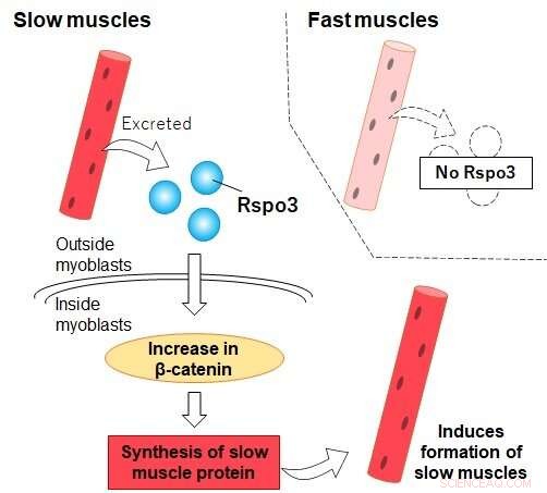 Slow Muscle Fibers Recruit Neighbors: The Role of Rspo3 in Myogenic Differentiation