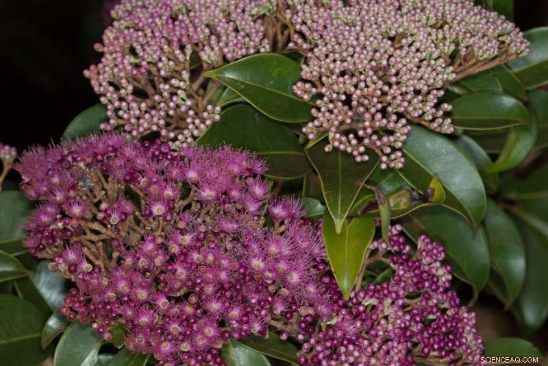 Global Study of the Largest Tree Family Reveals Key Insights for Rainforest Conservation