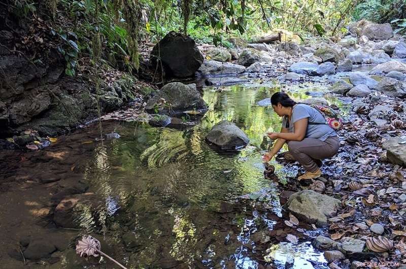 Stanford Study Shows Riverfront Forest Restoration Enhances Water Quality and Carbon Sequestration