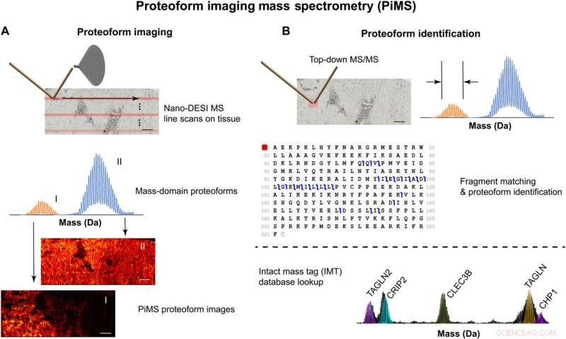 Innovative PiMS Workflow Enhances Precise Proteoform Imaging in Human Tissue