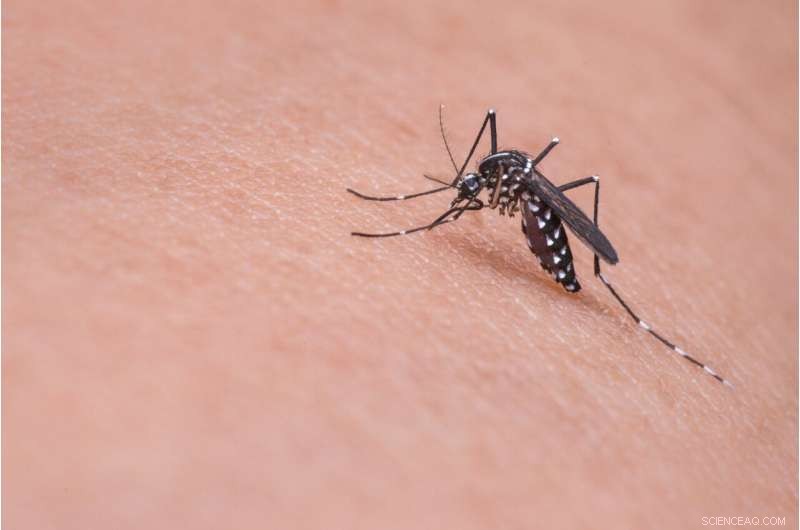Why Some People Attract Mosquitoes While Others Don t: Entomologist Explains Metabolism, Odor & Mindset