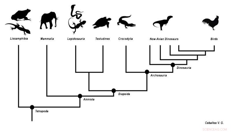 Early Land Vertebrates: How Fewer Skull Bones Limited Their Evolution