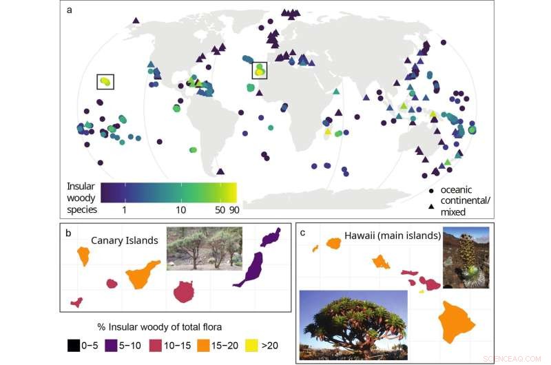 The Rise of Woody Plants on Islands: Causes and Key Examples