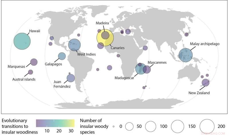 The Rise of Woody Plants on Islands: Causes and Key Examples