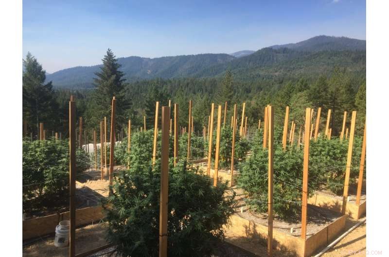 Cannabis Faces Heightened Wildfire Risks Compared to Other California Crops