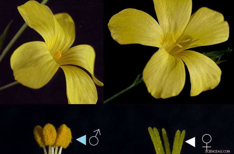 Unraveling a Supergene: How DNA Variation Drives Efficient Pollination