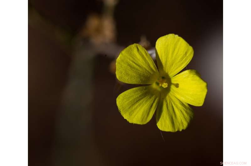Unraveling a Supergene: How DNA Variation Drives Efficient Pollination