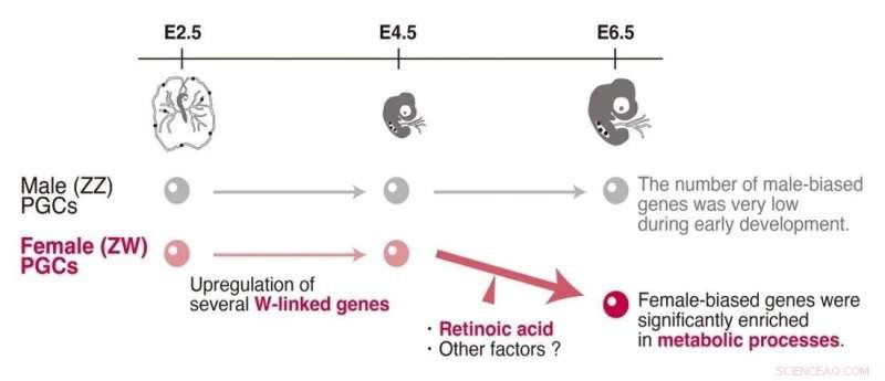 Scientists Discover Female-Specific Sex-Determination Mechanisms in Chicken Germ Cells