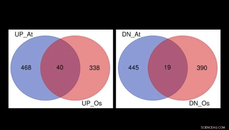 Groundbreaking Genes Identified to Protect Crops from Flooding