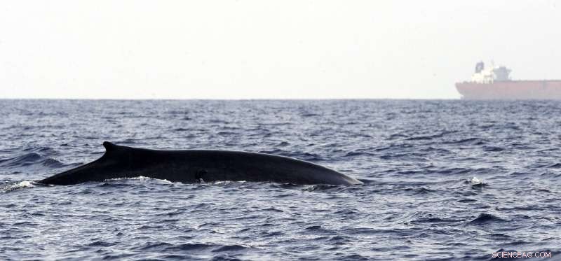 Major Shipping Company Adjusts Route to Protect Sri Lankan Blue Whales