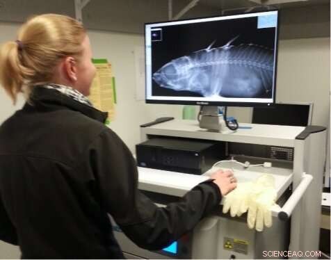 Wild Fish Thrive Despite Severe Monster Mutations, New Study Shows