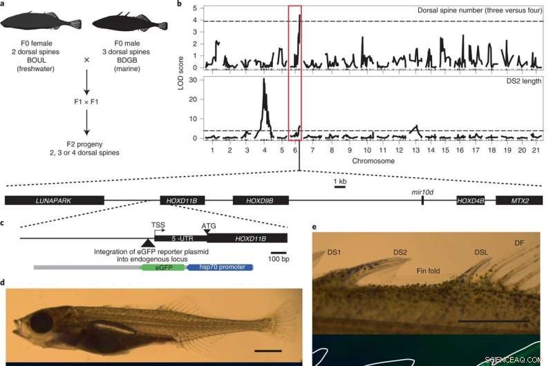 Wild Fish Thrive Despite Severe Monster Mutations, New Study Shows