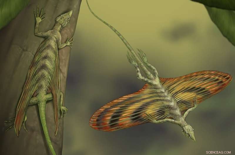 New Study Links Tree Canopy Changes to the Evolution of the First Gliding Reptile