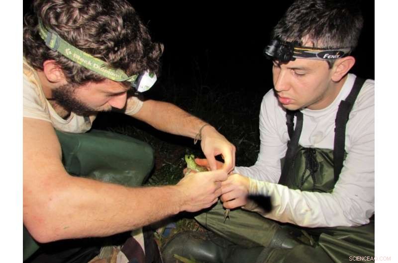 Brazil’s Two American Bullfrog Populations Pose Deadly Fungus Threat