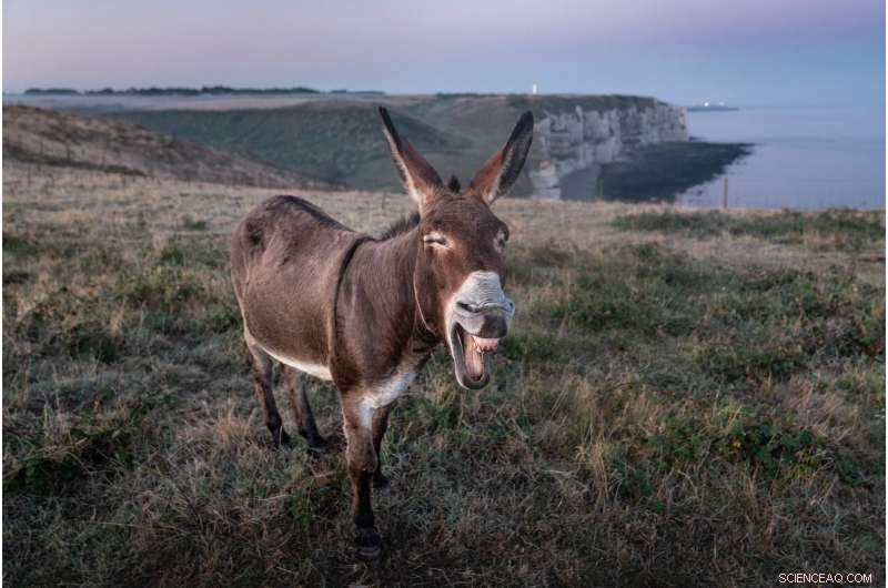 Tracing the Origins of Donkey Domestication: From Ancient Workhorse to Modern Companion