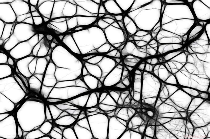 Bird Neurons Consume Threefold Less Glucose Than Mammalian Counterparts