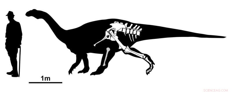 New Dinosaur Species Discovered in Southwestern Germany: Tuebingosaurus maierfritzorum
