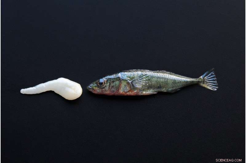 The Evolutionary Trade-Off: Does Resistance to Tapeworms Hurt Threespine Sticklebacks?