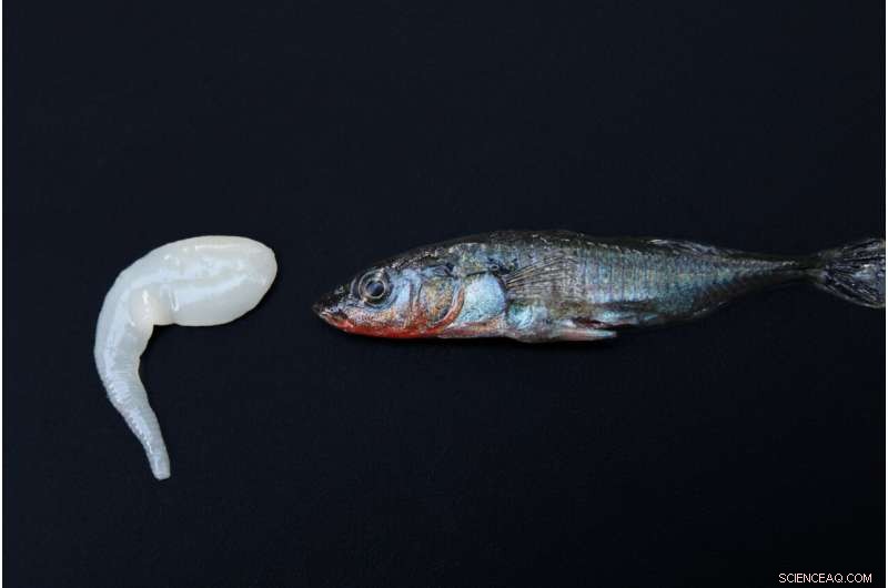 The Evolutionary Trade-Off: Does Resistance to Tapeworms Hurt Threespine Sticklebacks?