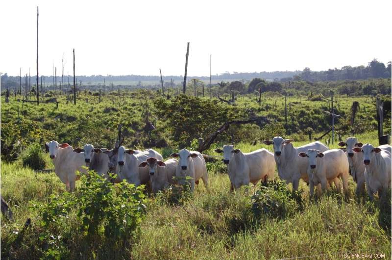 Agriculture Accounts for Over 90% of Tropical Deforestation, New Study Reveals
