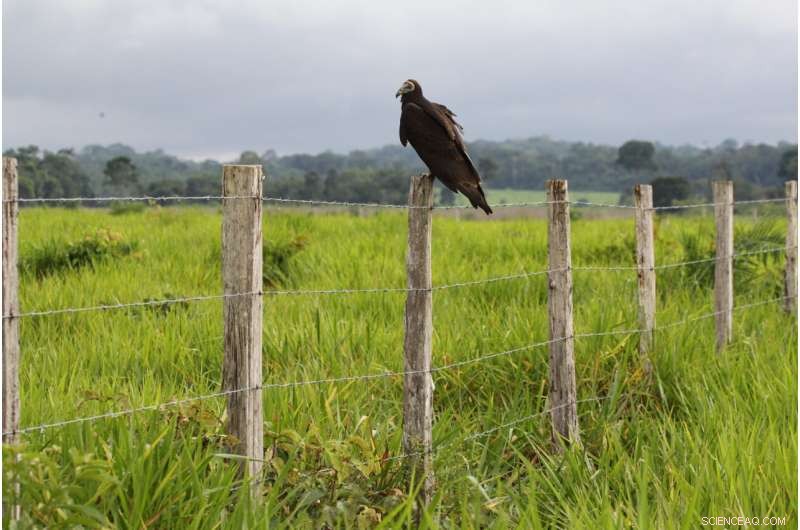 Agriculture Accounts for Over 90% of Tropical Deforestation, New Study Reveals