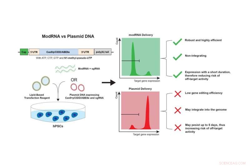 New Technique Doubles Stem‑Cell Gene‑Editing Efficiency with Modified RNA