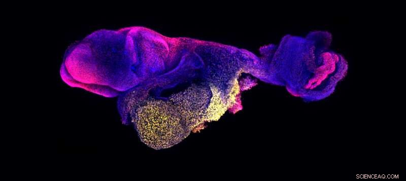 Revolutionary Stem-Cell-Derived Mouse Embryo Model Reveals Functional Heart and Brain