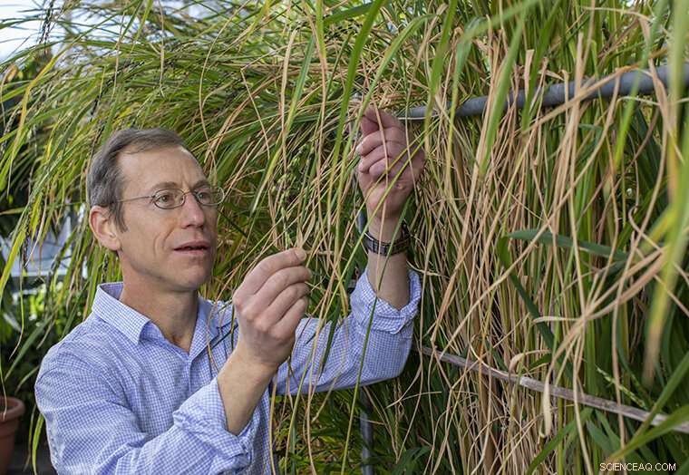 Rapid Evolution of Herbicide Resistance in Weedy Rice Threatens Crop Management