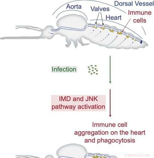 New Study Reveals Genetic Links Between Mosquito Immune and Circulatory Systems in Infection Response