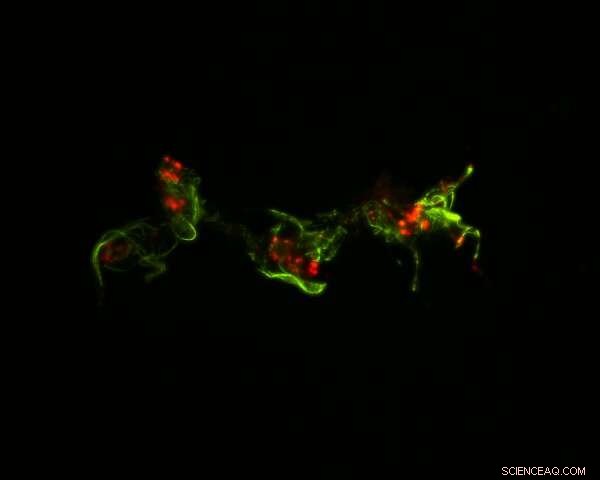 New Study Reveals Genetic Links Between Mosquito Immune and Circulatory Systems in Infection Response